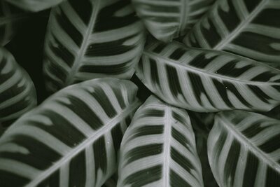 Calathea
