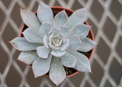 Echeveria