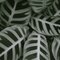 Calathea