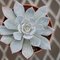 Echeveria