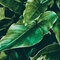 Philodendron