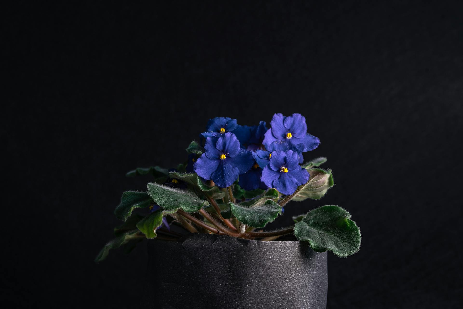 African Violet