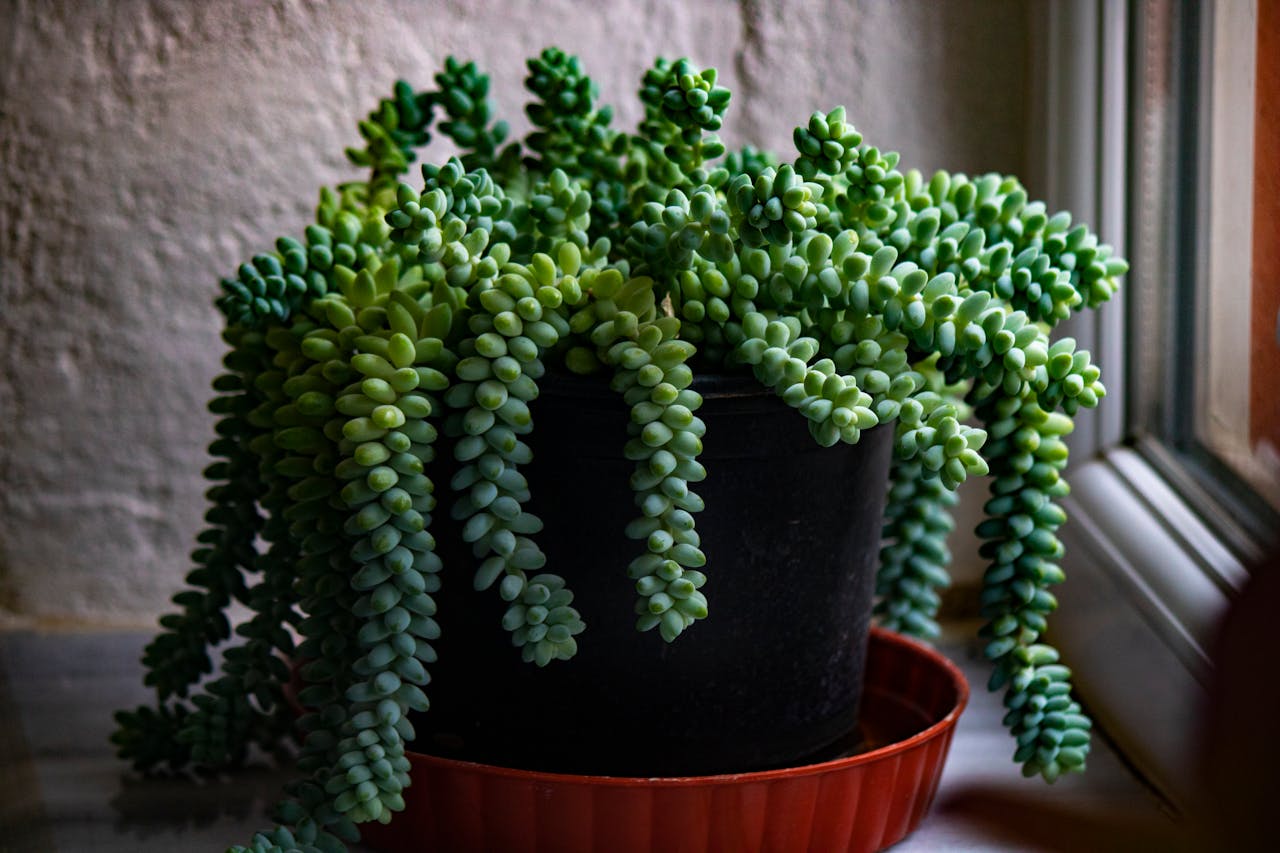 Burro's Tail